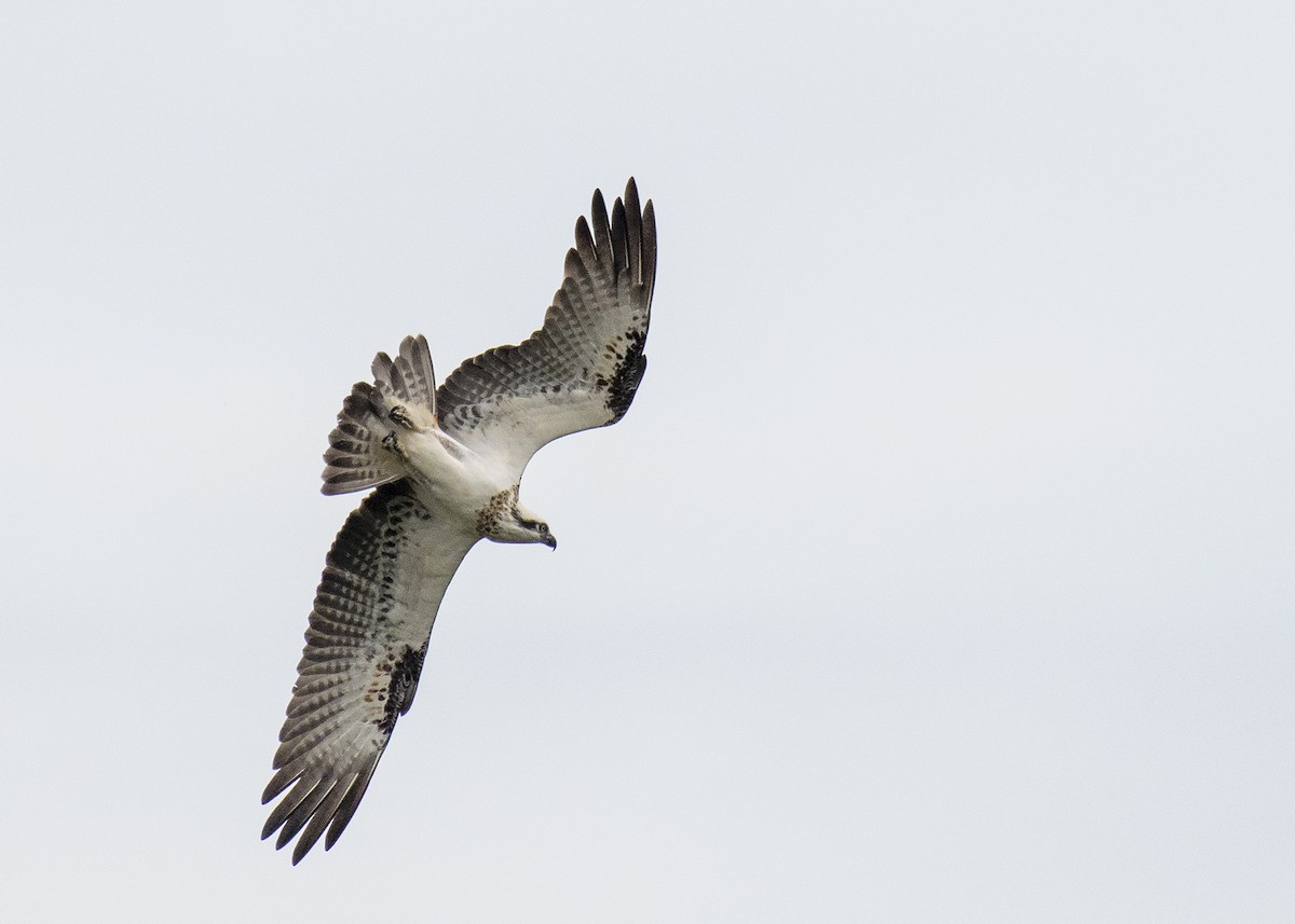 Águila Pescadora (Australia) - ML332288641