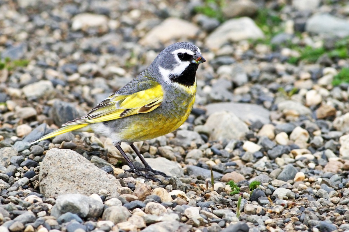 White-bridled Finch - ML33228881