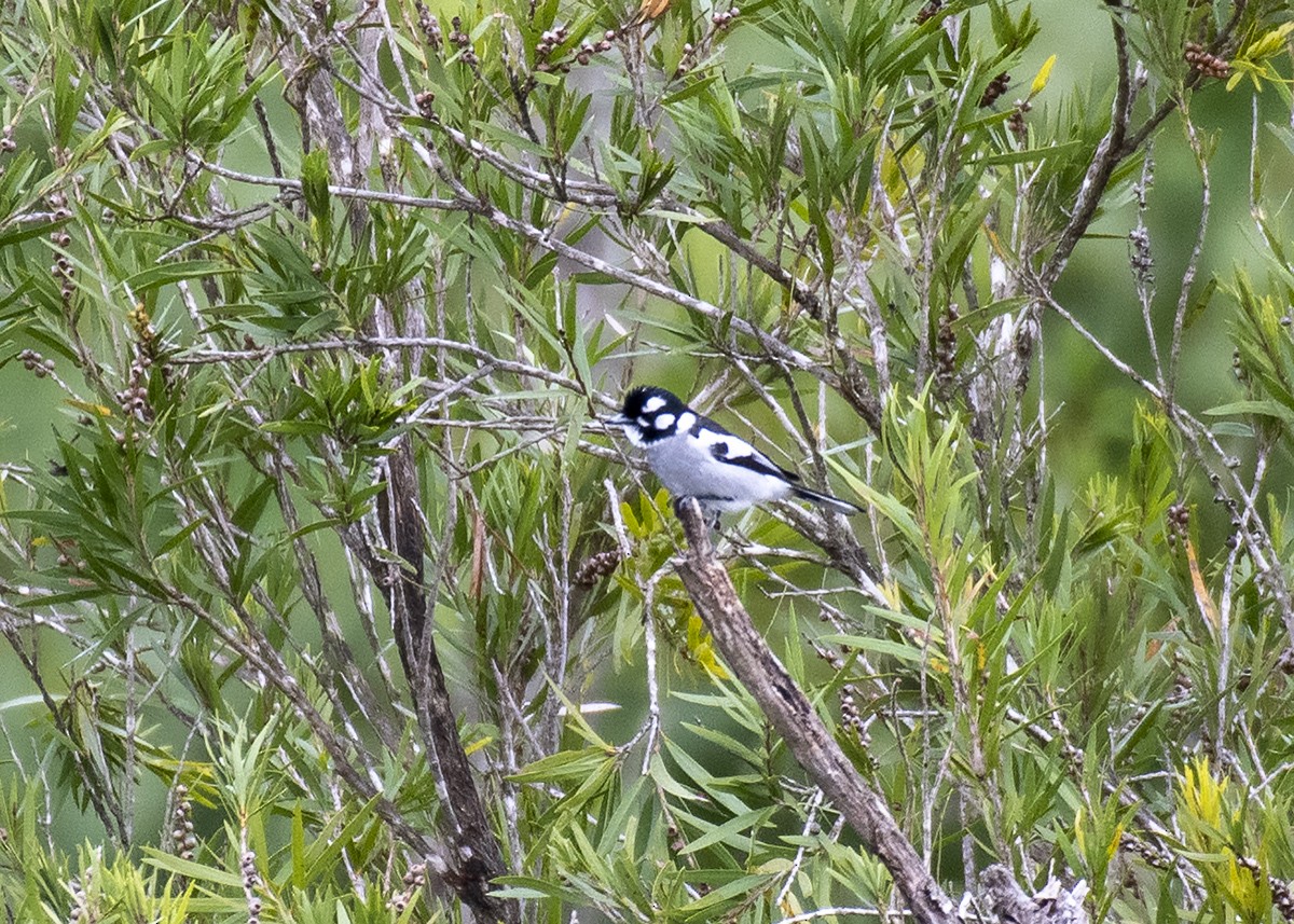 White-eared Monarch - ML332289021