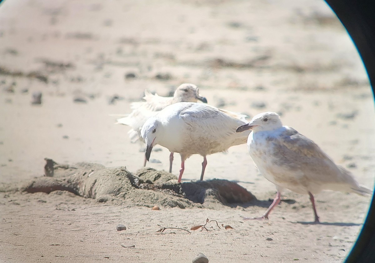 Gaviota de Bering - ML332289541