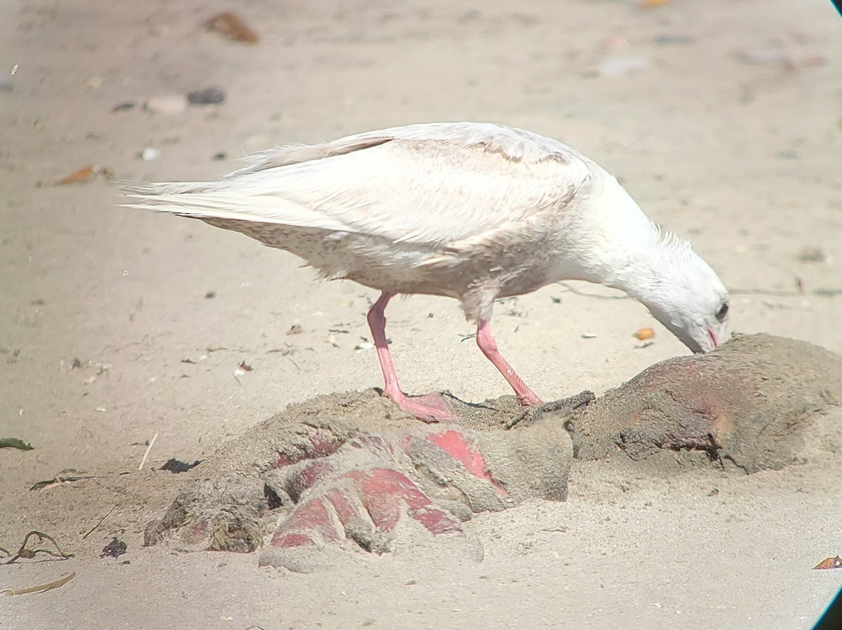 Gaviota de Bering - ML332289561