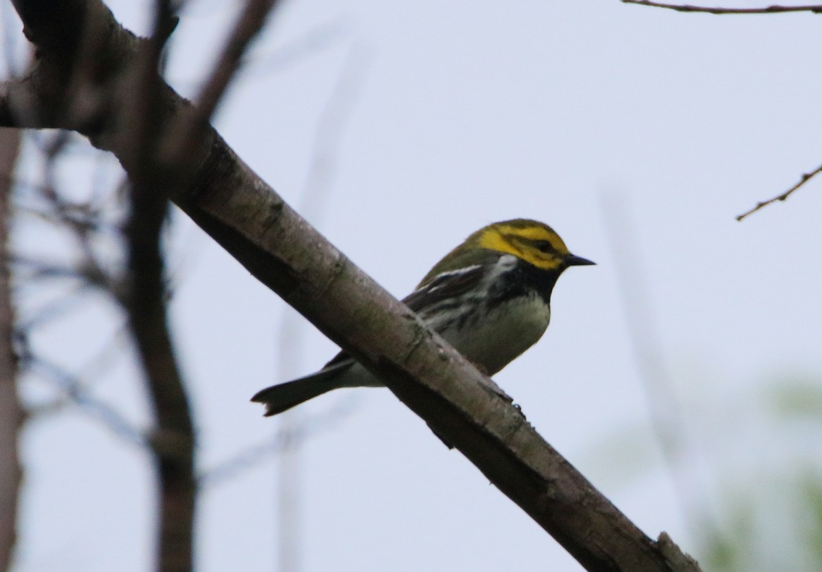 Black-throated Green Warbler - ML332290331