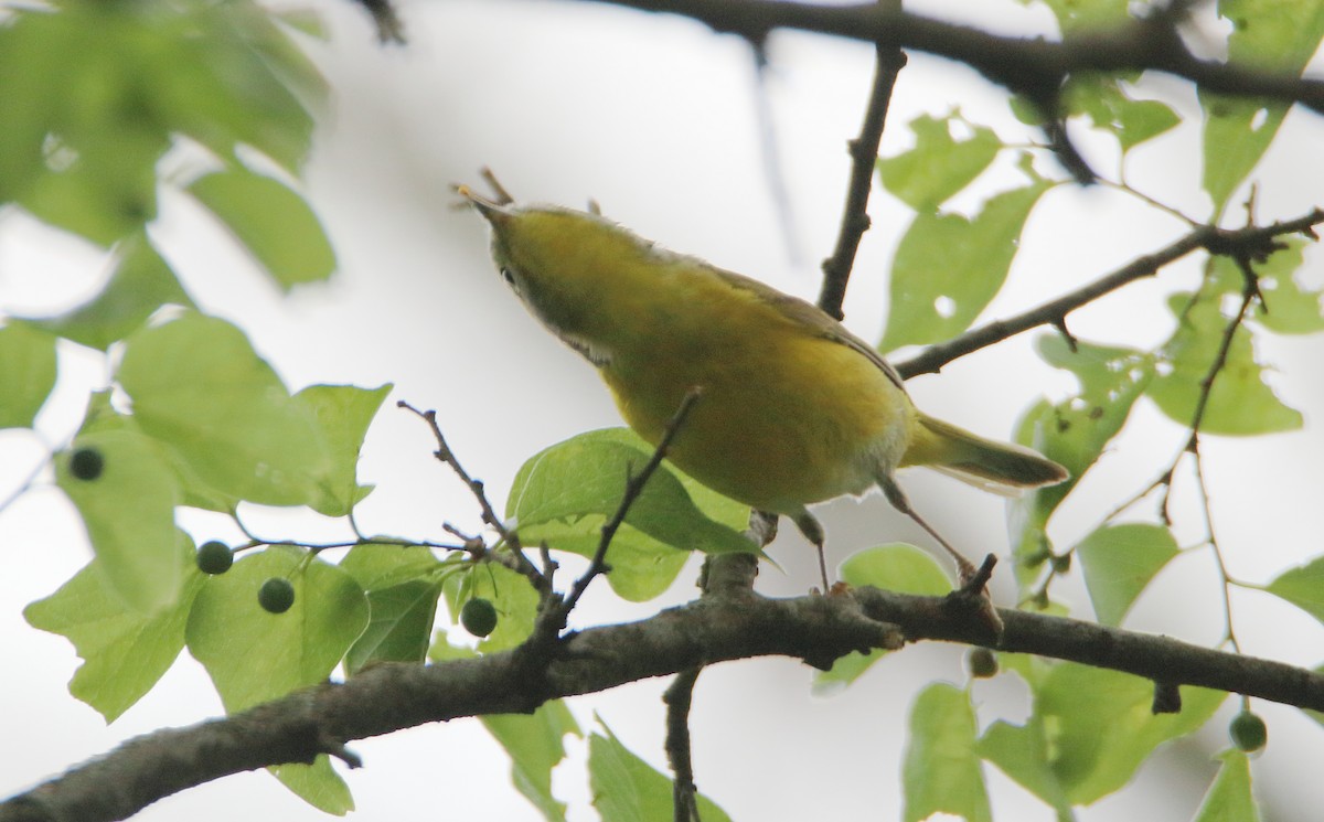 Nashville Warbler - ML332290851