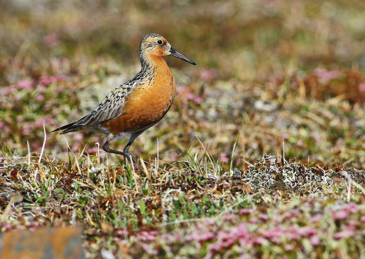 Red Knot - ML33229361