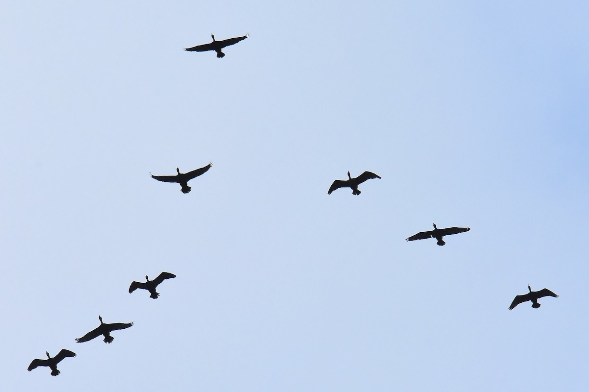 Double-crested Cormorant - ML332296601