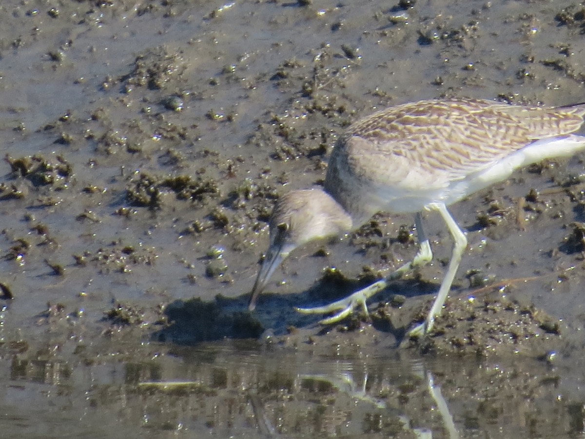 Willet - ML33229681