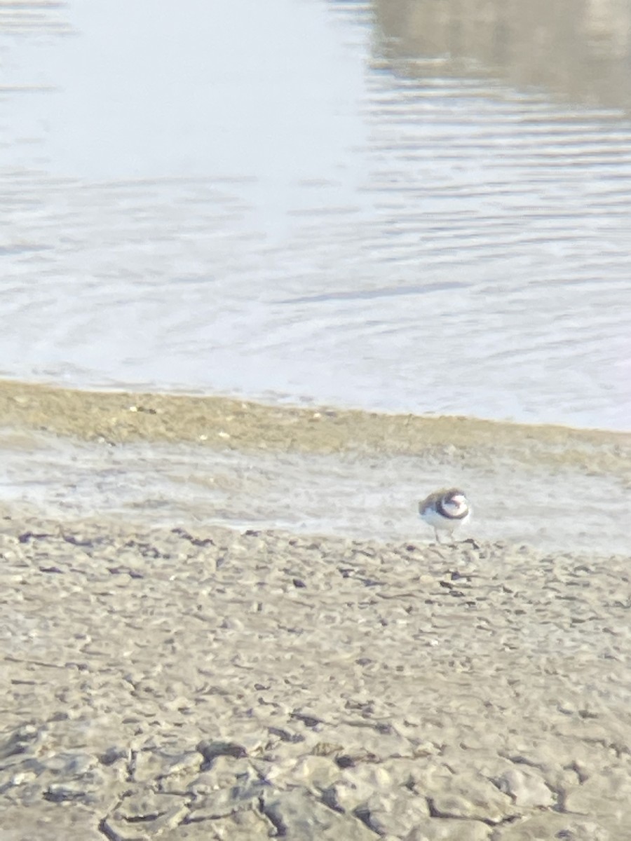 Semipalmated Plover - ML332297151