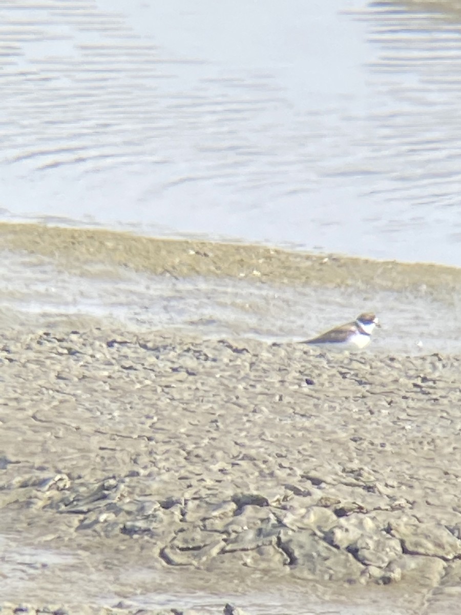 Semipalmated Plover - ML332297161