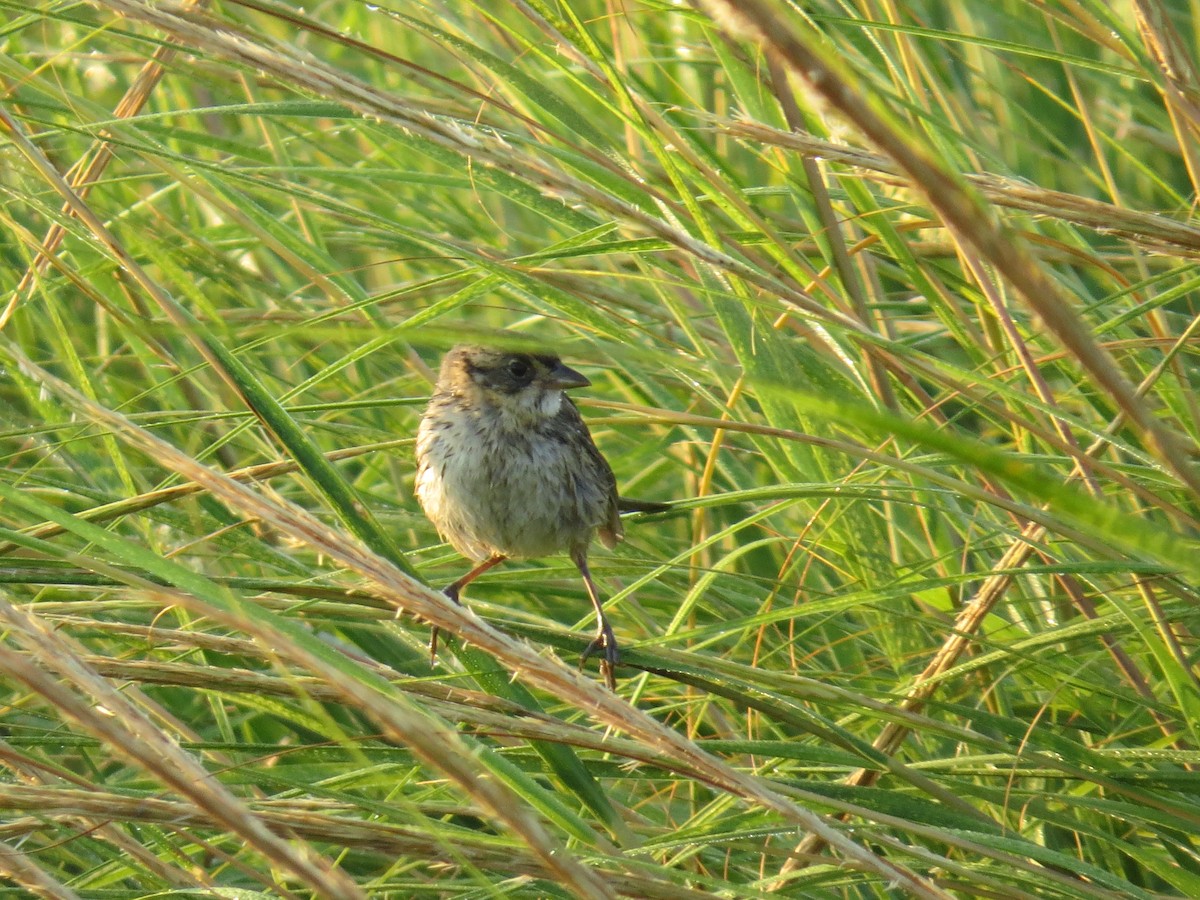 Seaside Sparrow - ML33230501