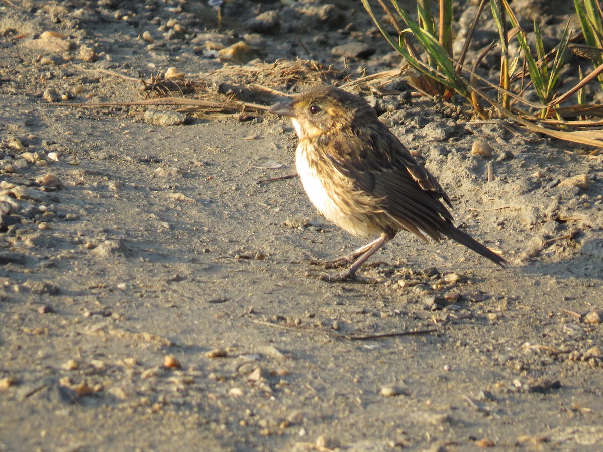 Seaside Sparrow - ML33230591