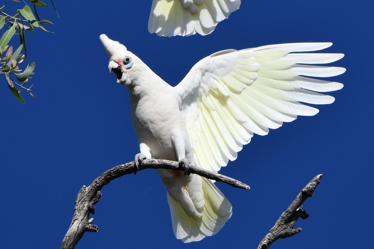 Little Corella - Peter & Shelly Watts