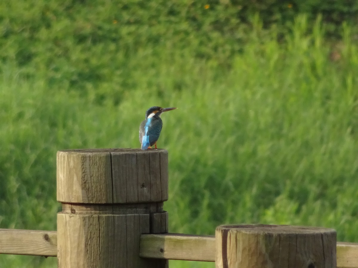 Common Kingfisher - Merganser Man