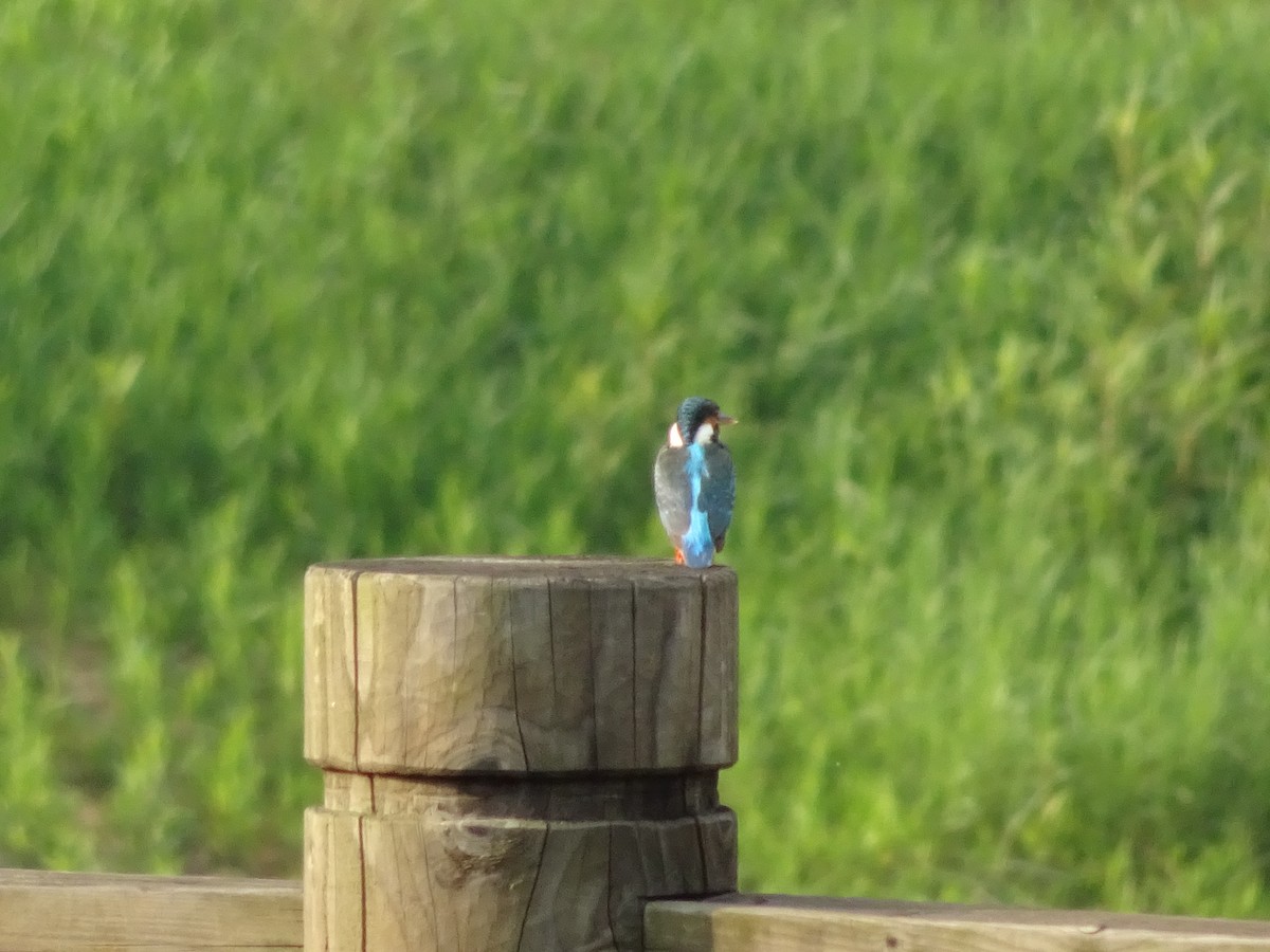 Common Kingfisher - Merganser Man