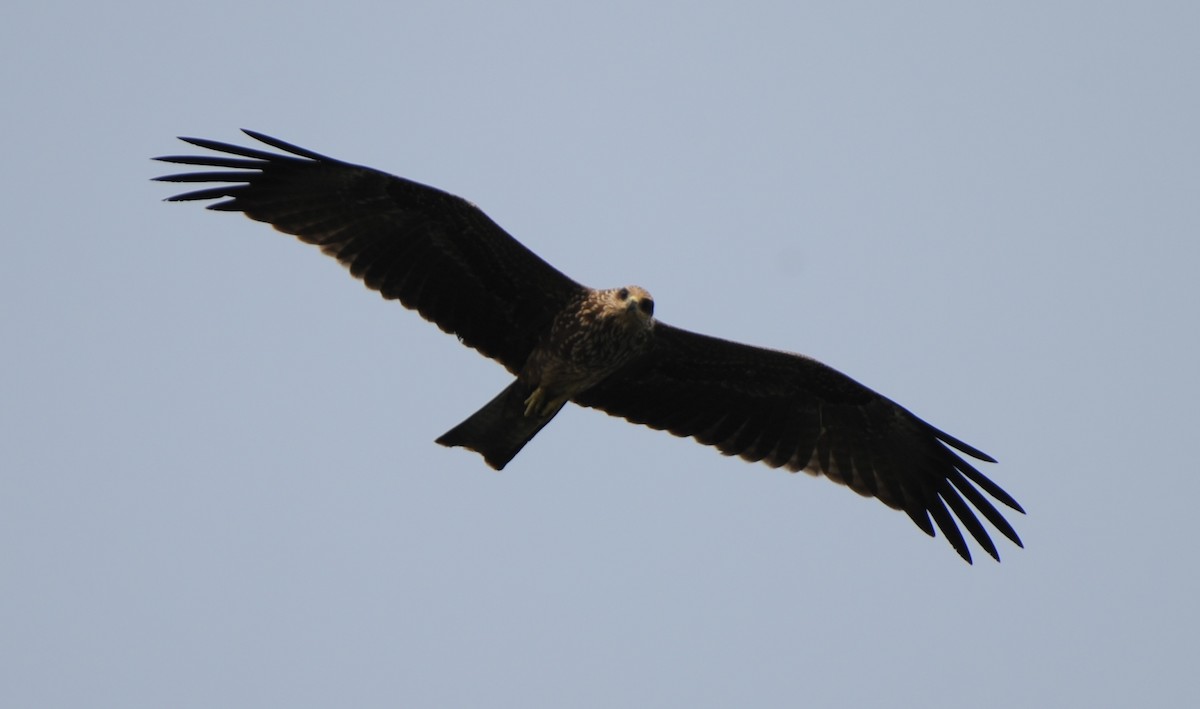 Black Kite - ML332307781