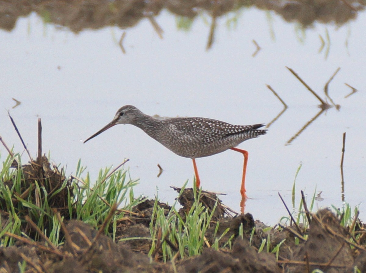 Spotted Redshank - ML33231011