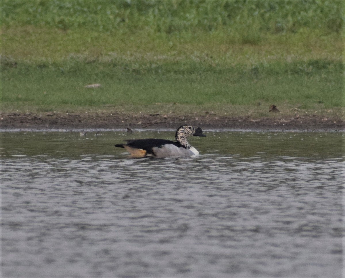 Knob-billed Duck - ML332312891