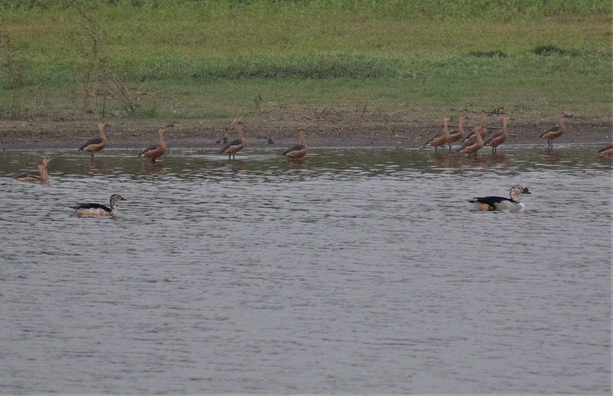 Knob-billed Duck - ML332312901