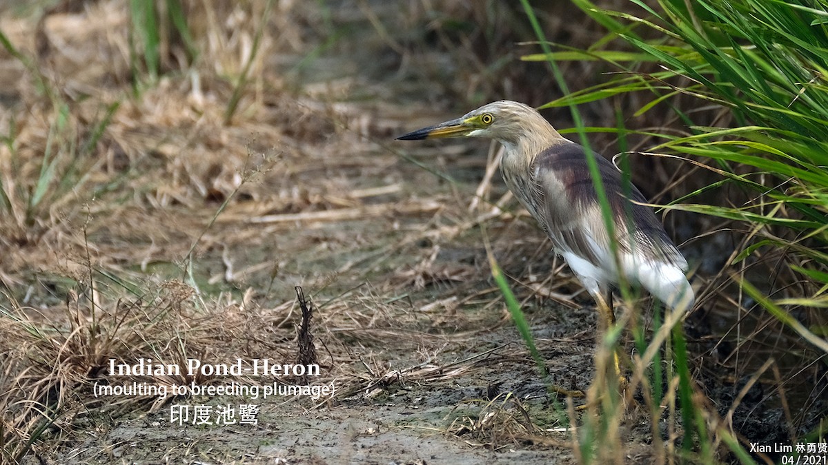 Indian Pond-Heron - Lim Ying Hien
