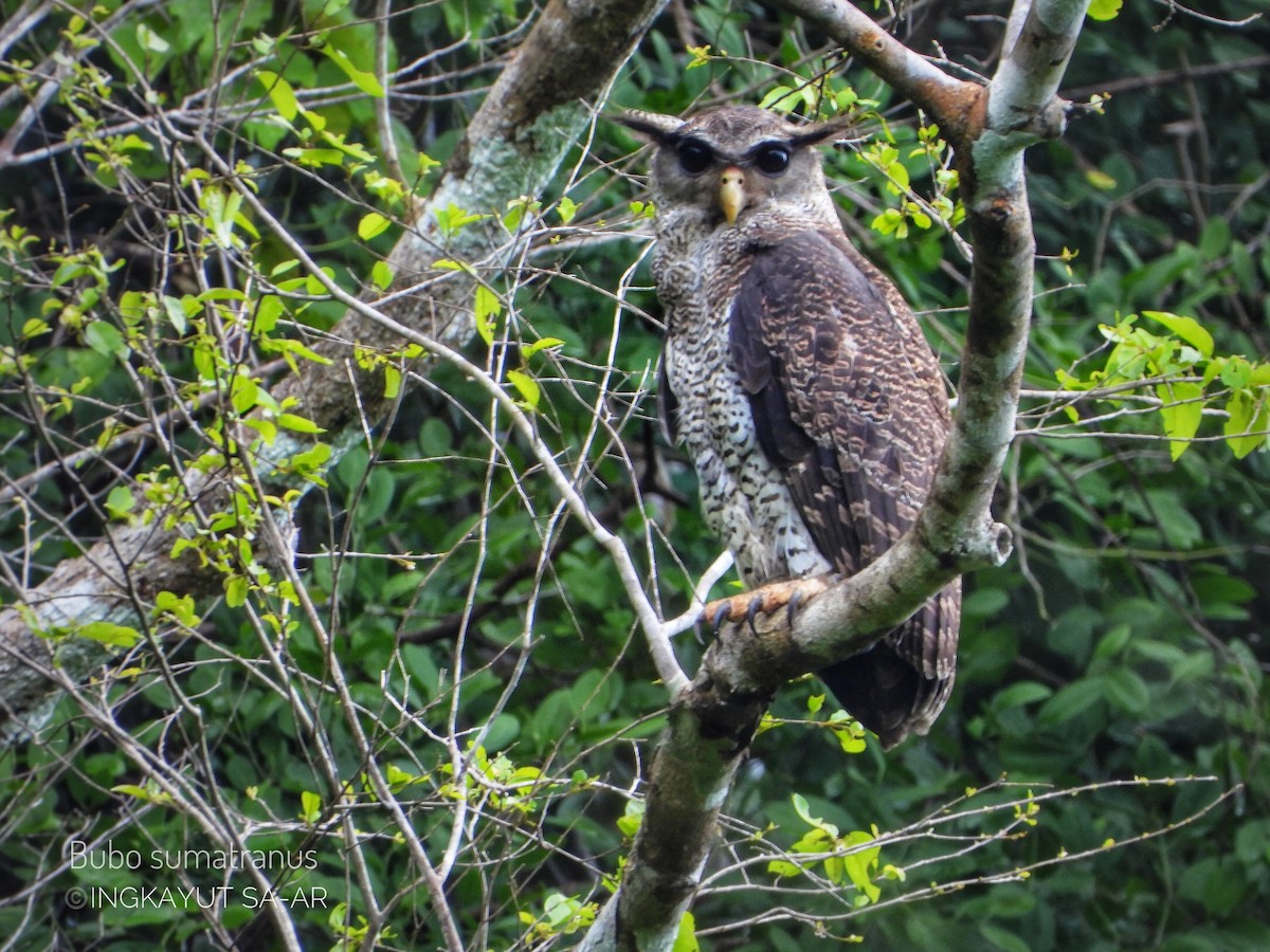 Barred Eagle-Owl - Ingkayut Sa-ar