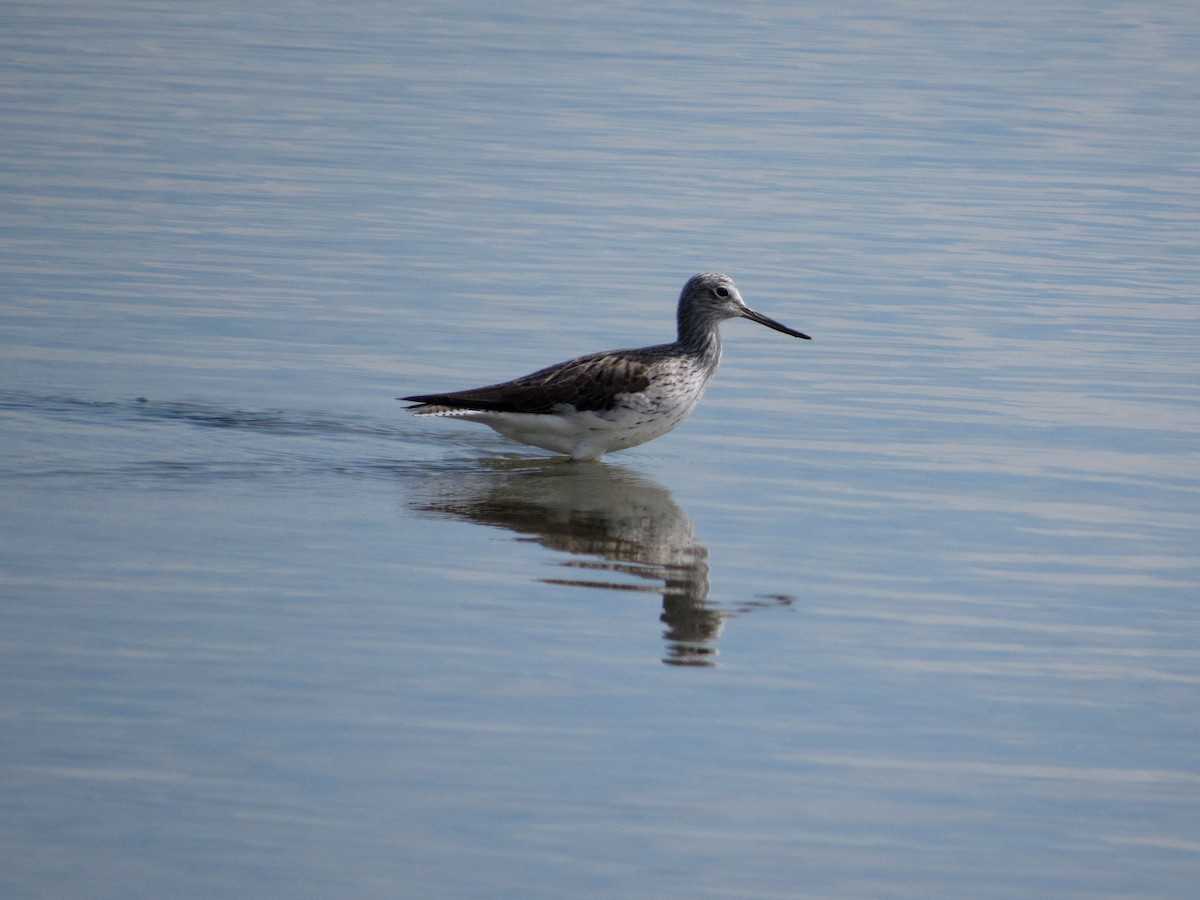 Common Greenshank - ML332315991