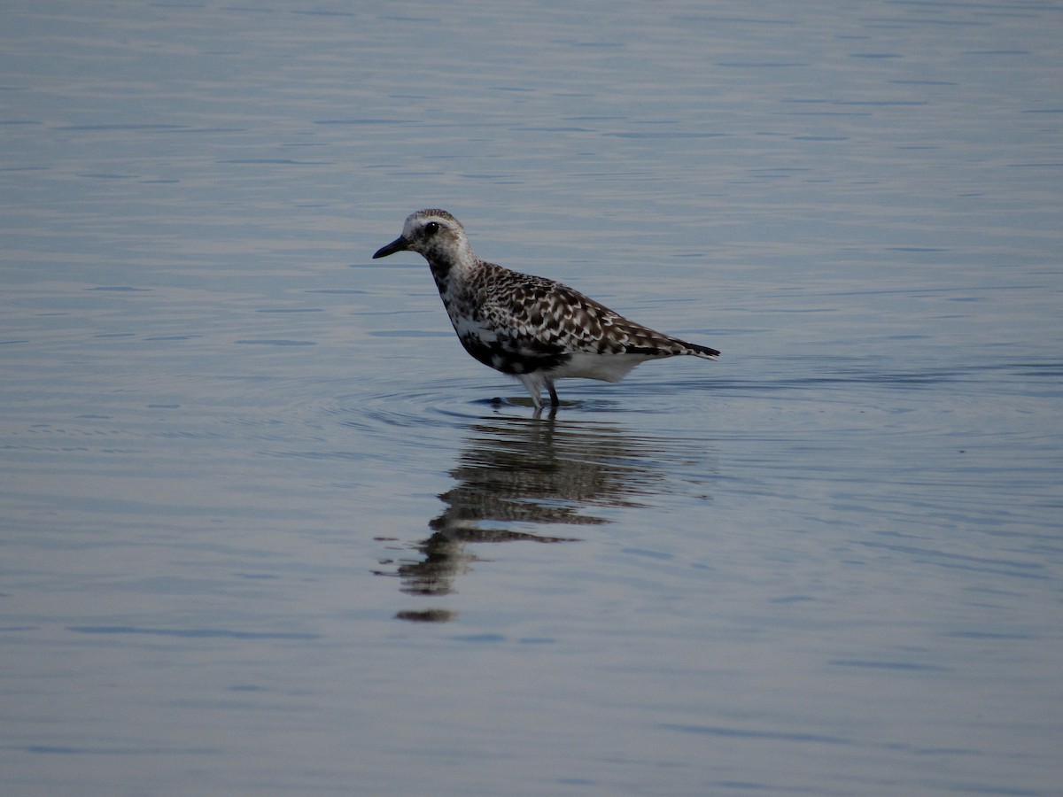 Black-bellied Plover - ML332316031