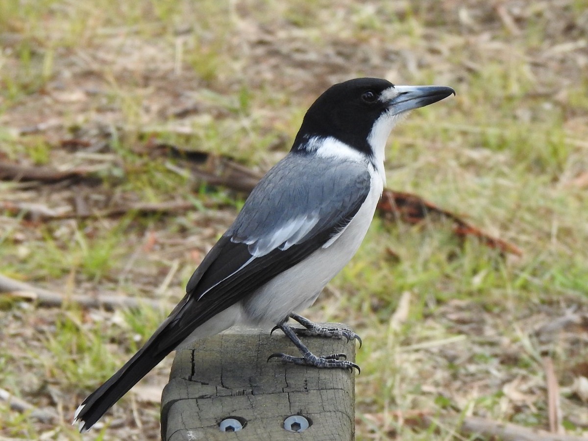 Gray Butcherbird - ML332316131