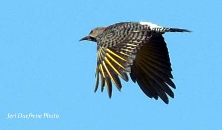 Northern Flicker (Yellow-shafted) - ML33231671