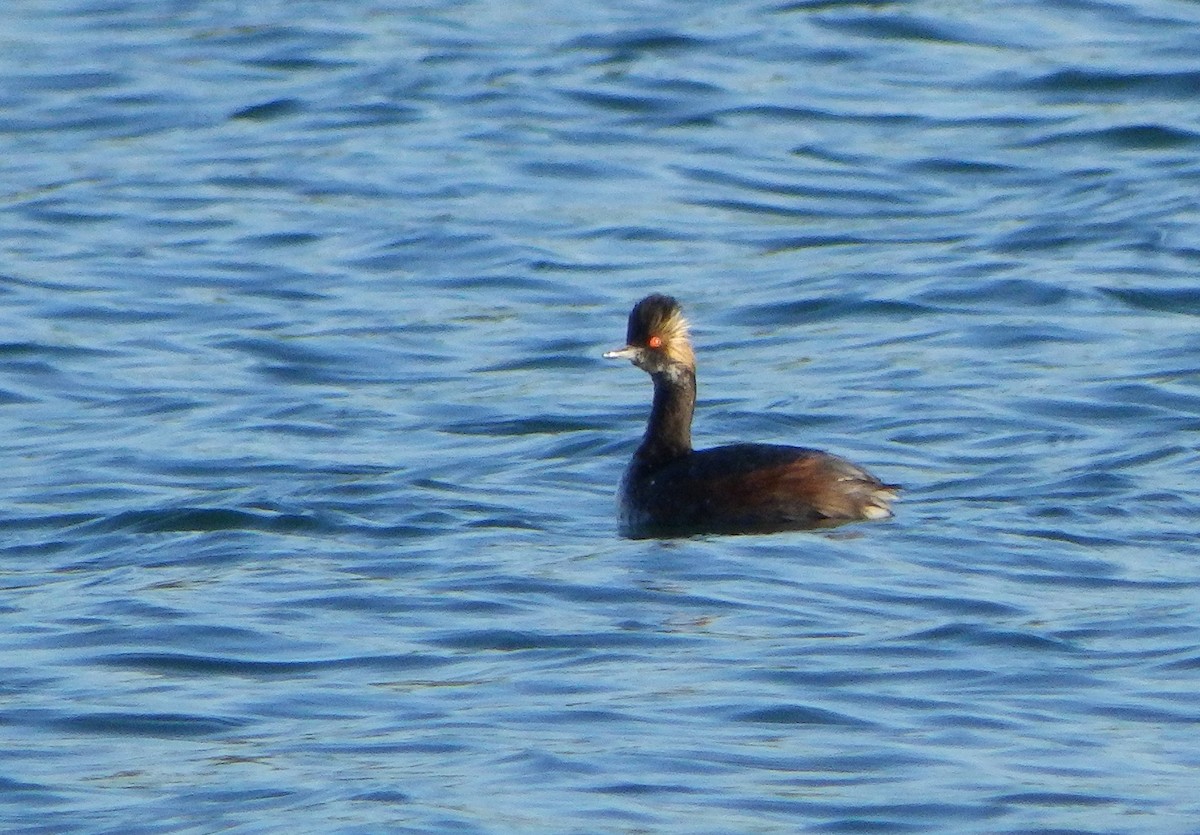 Eared Grebe - ML332317461