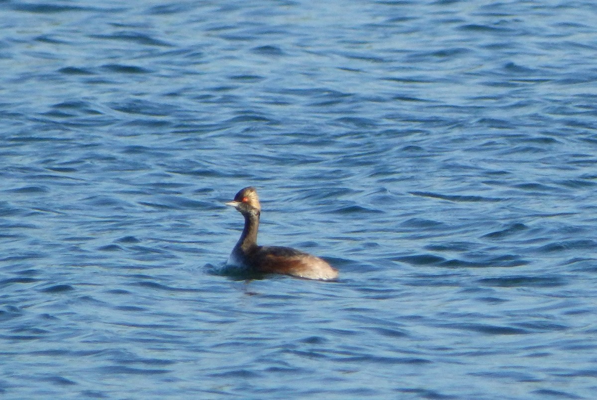 Eared Grebe - ML332317481