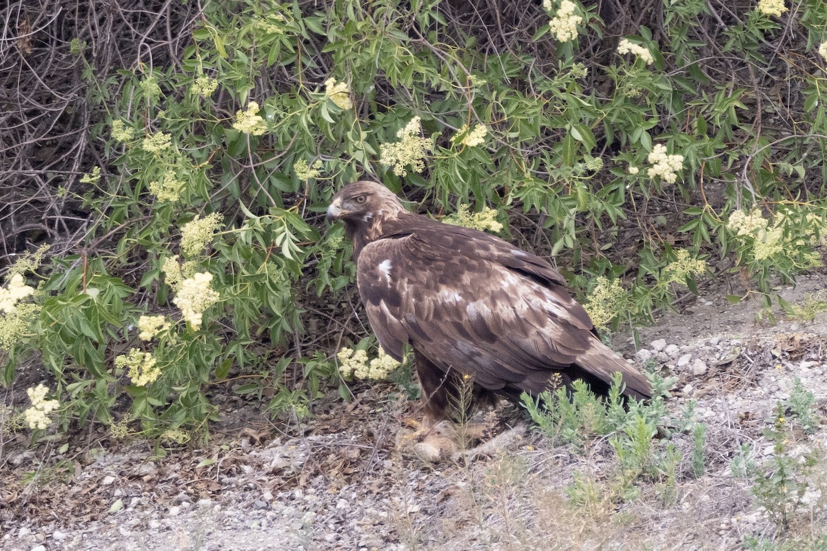 Golden Eagle - ML332318951
