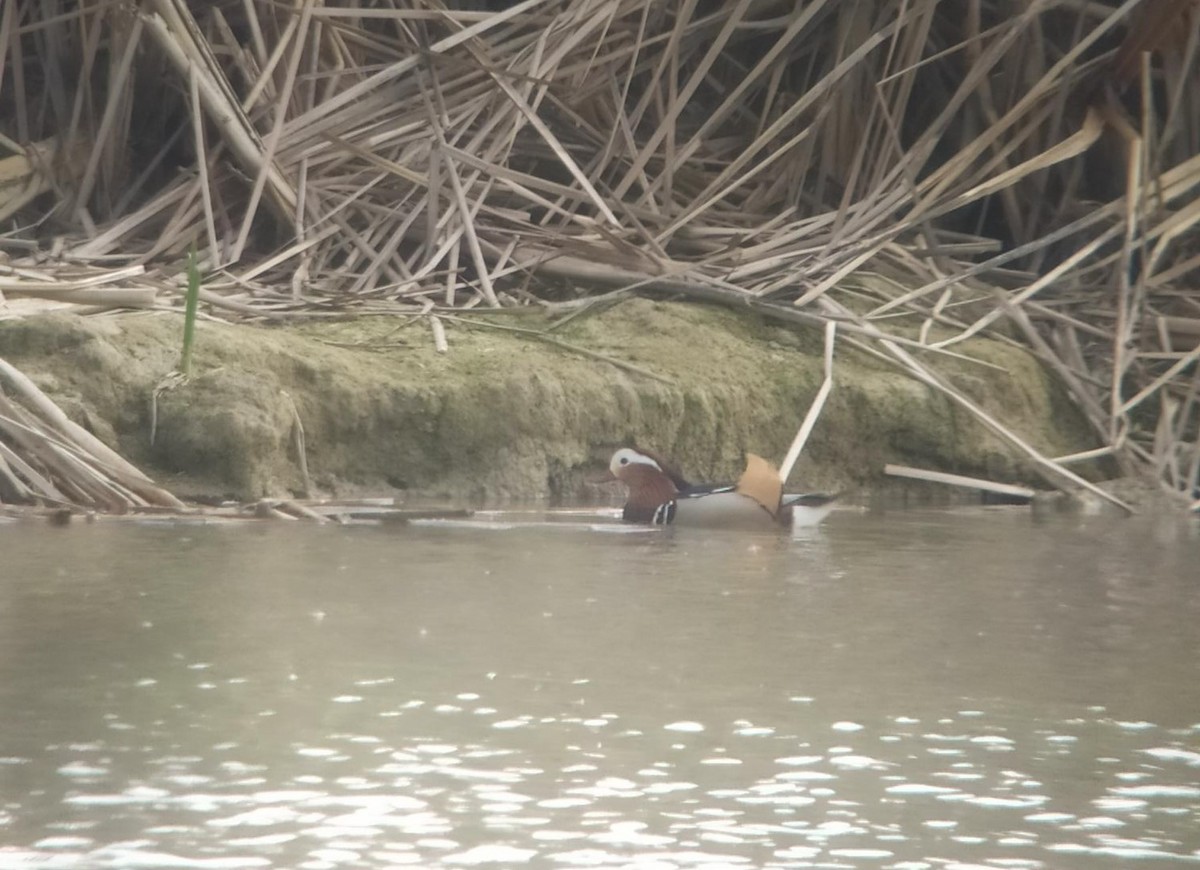 Mandarin Duck - ML332320031