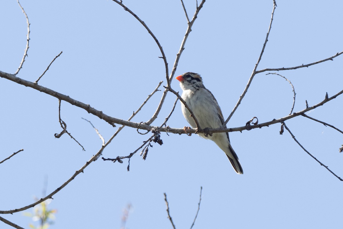 Pin-tailed Whydah - ML332320091