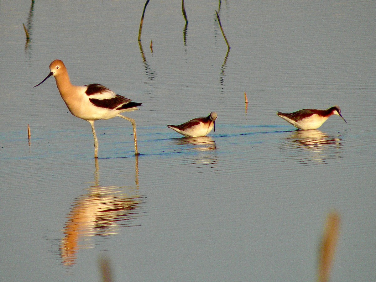 American Avocet - Andrew Hodge