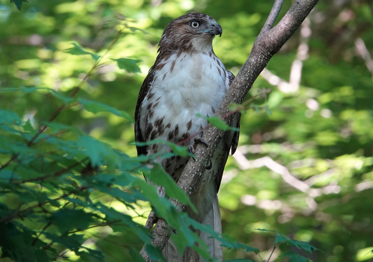 Red-tailed Hawk - ML332321861