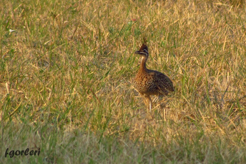 Quebracho Crested-Tinamou - ML33232261