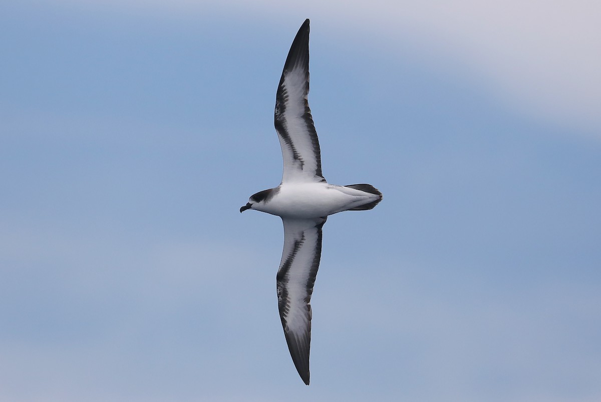 Barau's Petrel - ML332322681