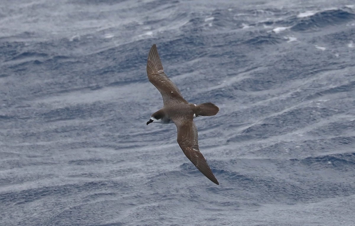 Barau's Petrel - ML332322691