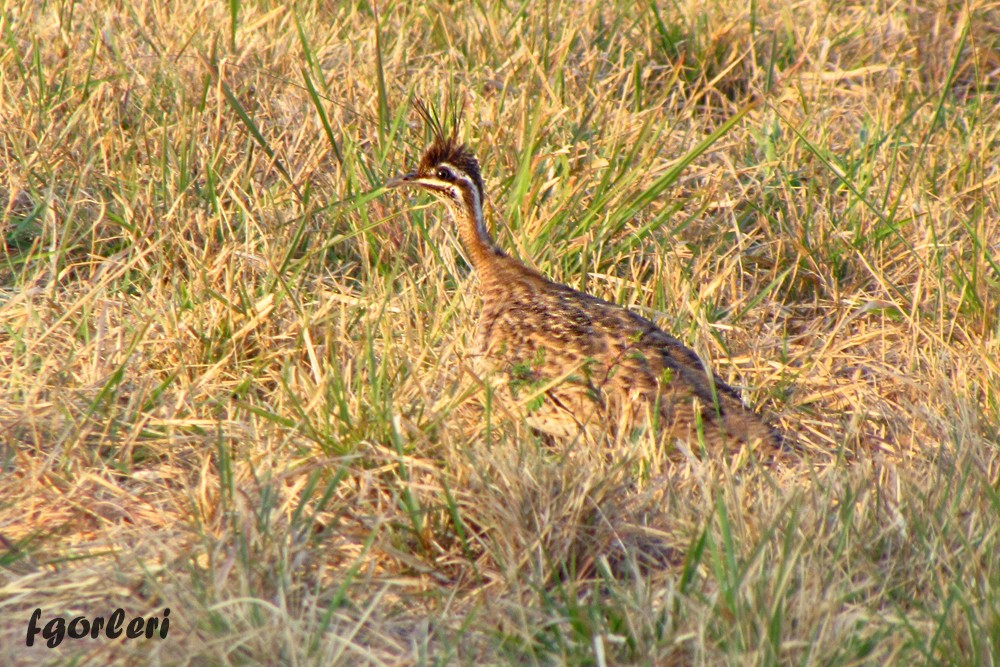 Quebracho Crested-Tinamou - ML33232271