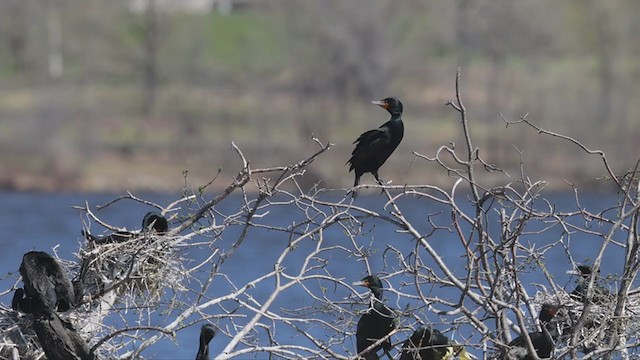 Double-crested Cormorant - ML332323461