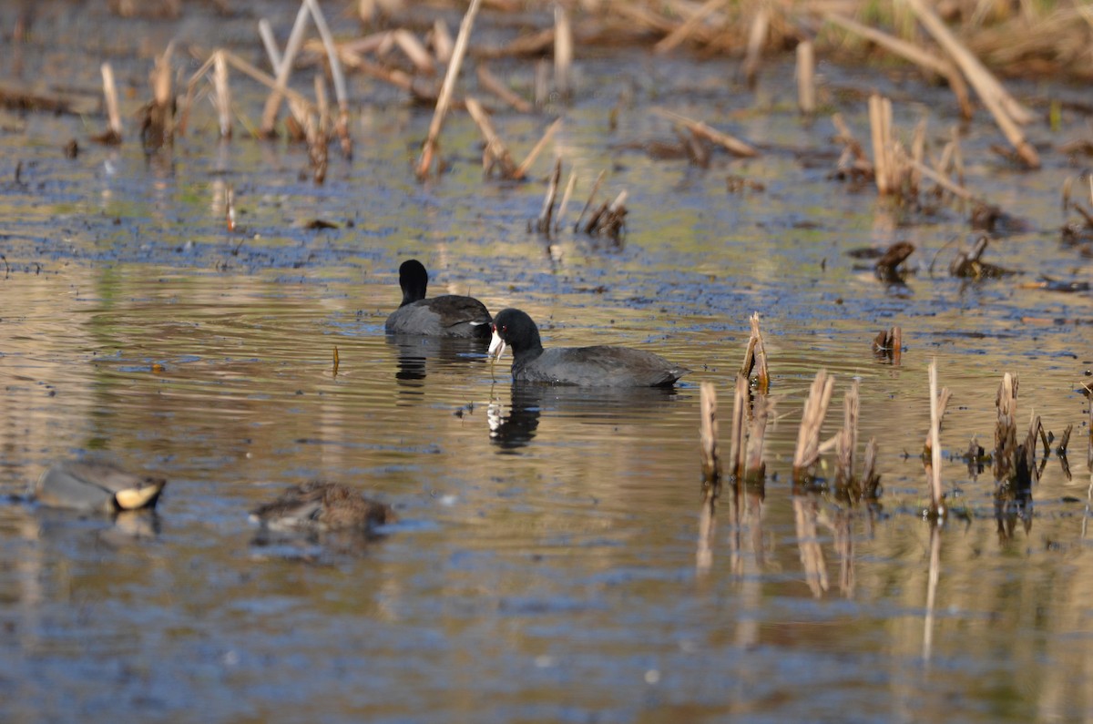 American Coot - ML332323621