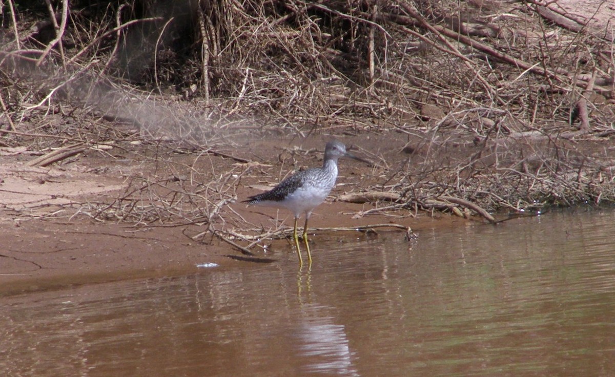 Greater Yellowlegs - ML33232461