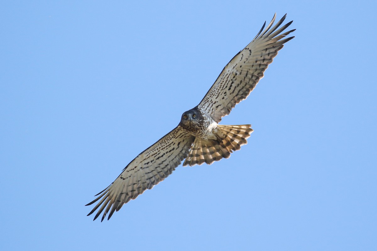 Short-toed Snake-Eagle - ML332326791