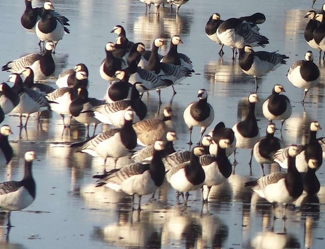 Cackling Goose (Richardson's) - Keith Langdon