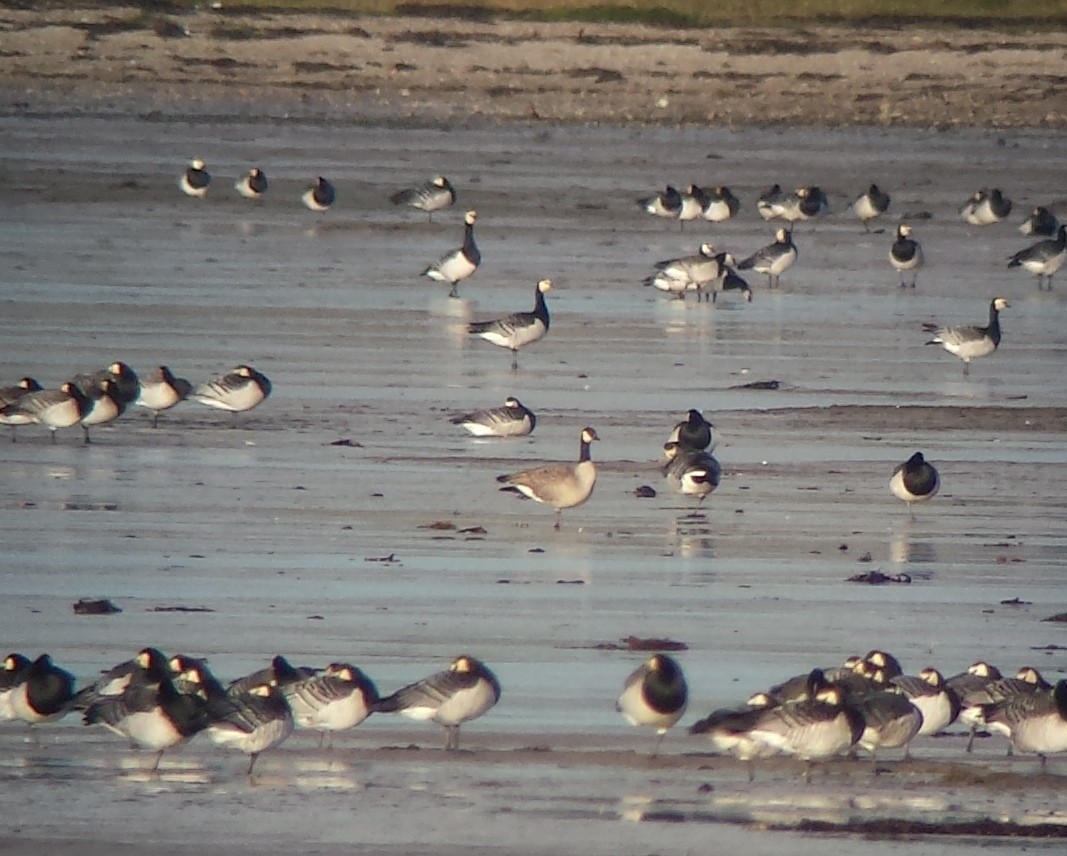 Cackling Goose (Richardson's) - Keith Langdon