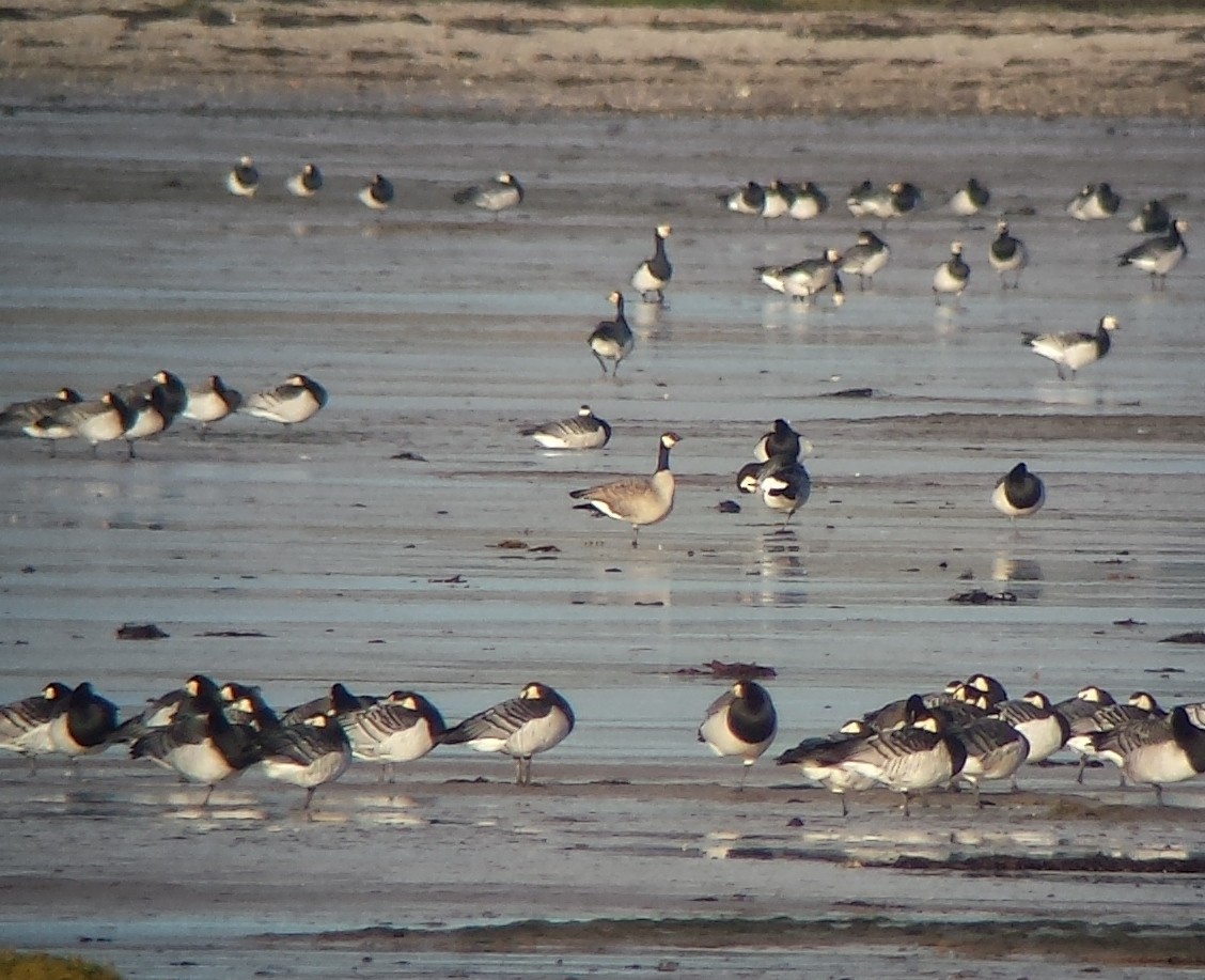 Cackling Goose (Richardson's) - Keith Langdon