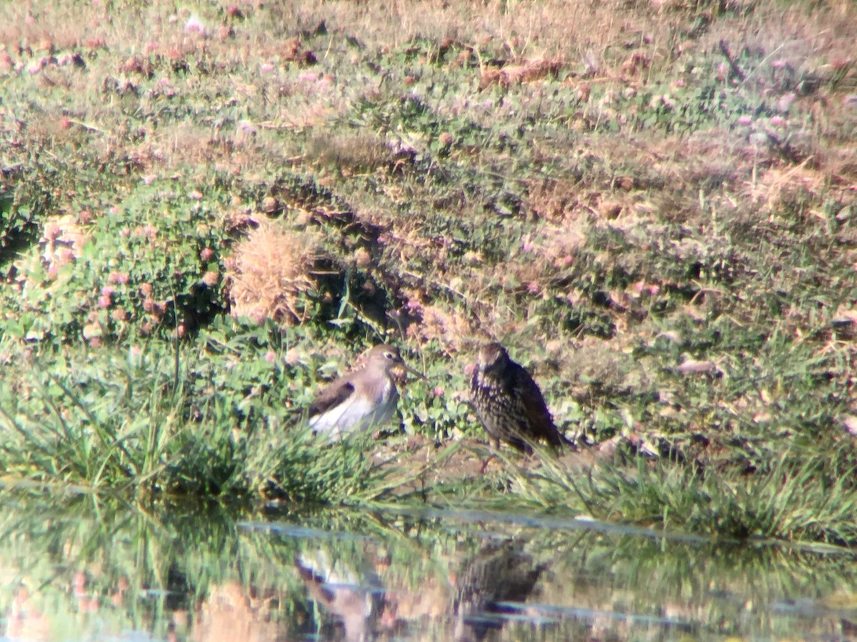 Solitary Sandpiper - ML33232831