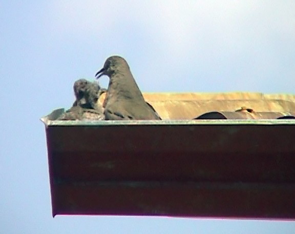 Picui Ground Dove - Josep del Hoyo