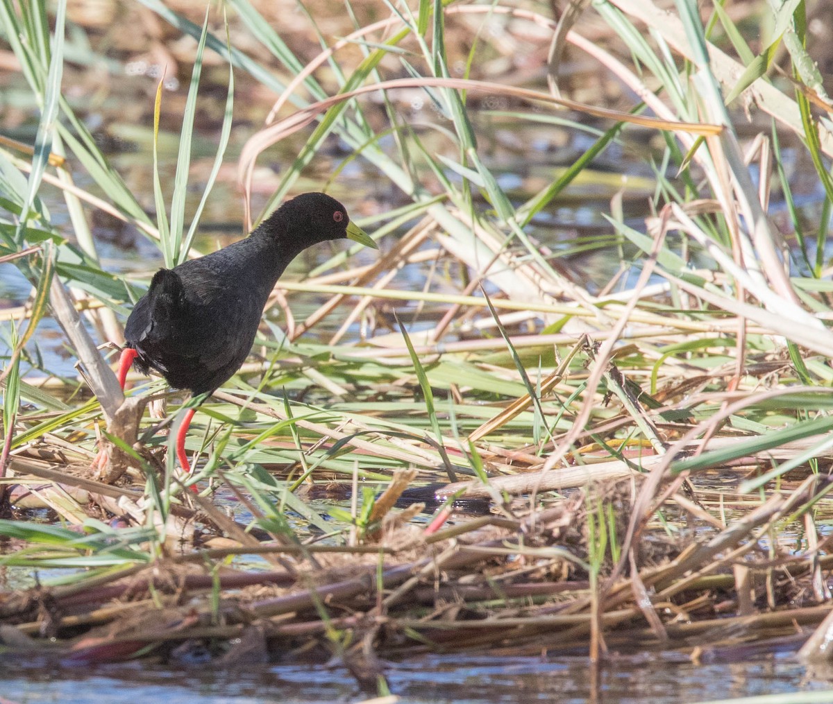 Black Crake - Veikko Salo