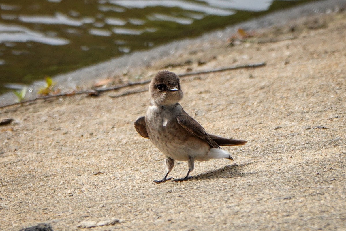 Hirondelle à ailes hérissées - ML332330771