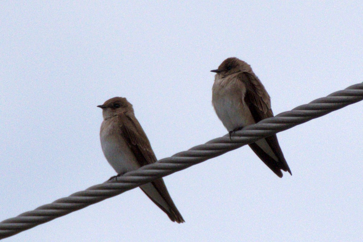 Northern Rough-winged Swallow - ML332332491